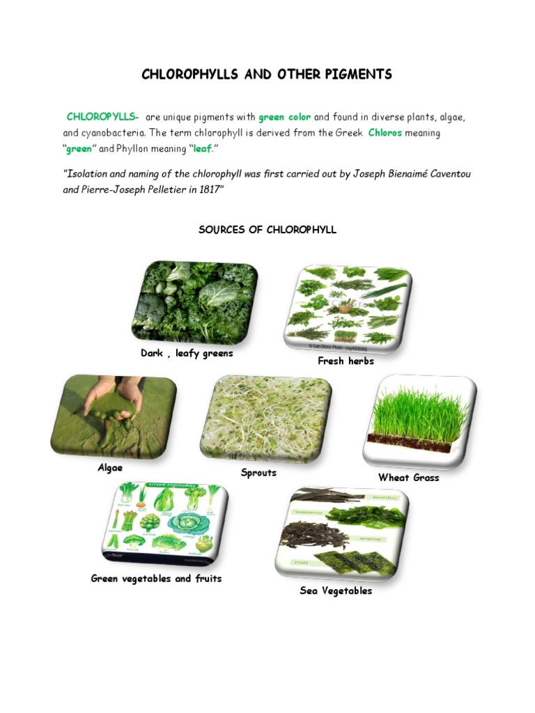 Understanding Chlorophyll and Pigments | PDF | Chlorophyll | Carotenoid