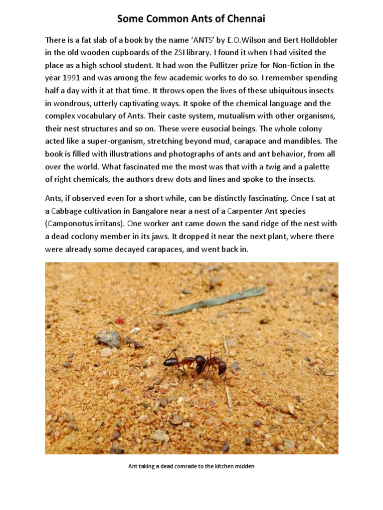 Common Ants of Chennai | PDF | Ant | Myrmecology