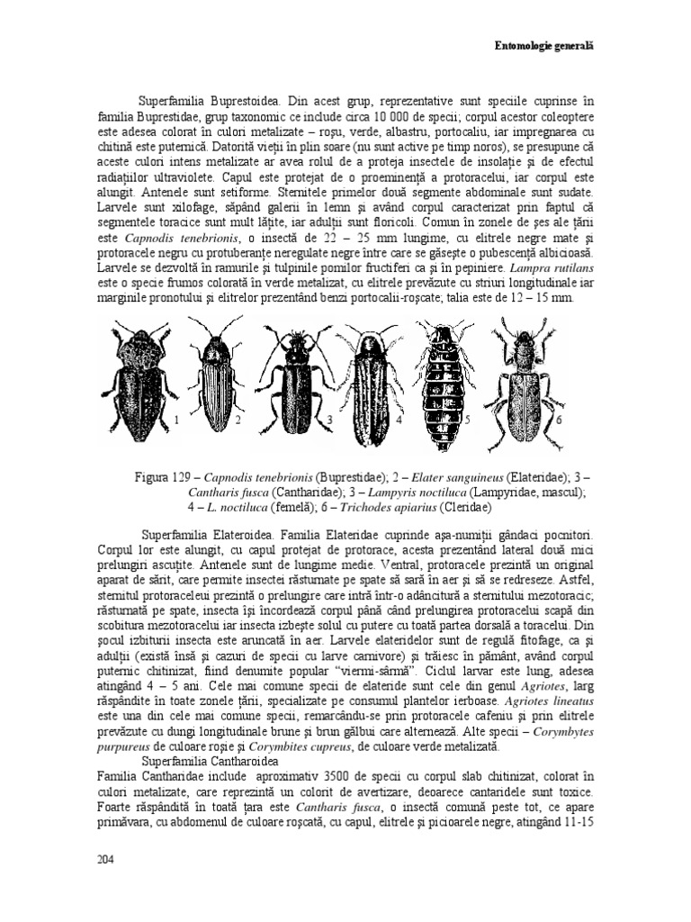 5 Sistematica Insectelor 3 PDF | PDF
