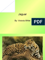 Jaguars By:Victoria White