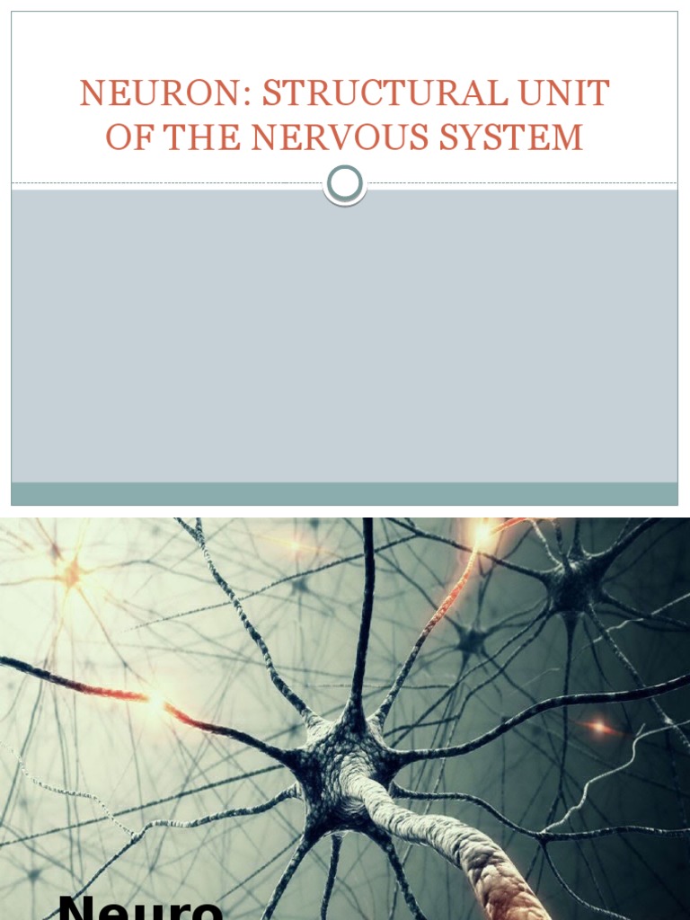 Neuron Structural Unit | PDF | Cerebrum | Neuron
