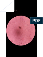 Trypanosoma PDF