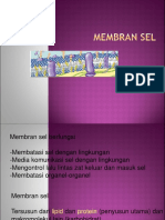 Membran Sel