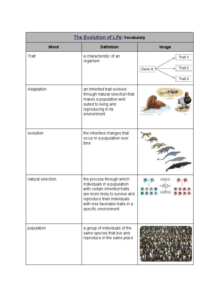 Vocabulary for Evolution Concepts | PDF | Natural Selection | Evolution