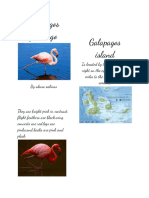 Galapagos Flamingo-Alana Salinas