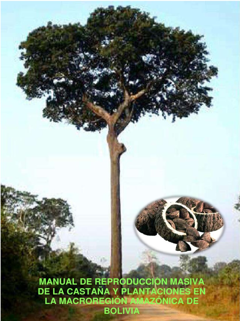 Manual de Castaña en Bolivia | PDF | Arboles | Bolivia