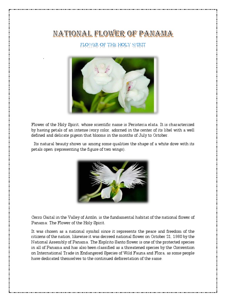 The Flower of the Holy Spirit Panama's National Flower and Its