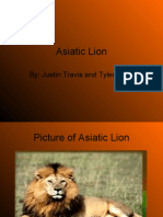 Asiatic Lion: By: Justin Travis and Tyler Seim