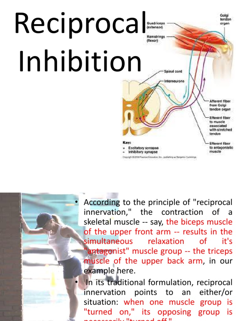 Reciprocal Inhibition PDF Human Anatomy Soft Tissue