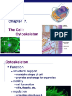 The Cell: Cytoskeleton: AP Biology