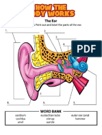 Parts of the Ear Worksheet