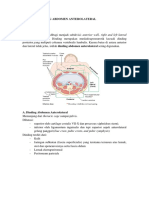 Anatomi Dinding Abdomen Anterolateral