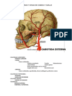 Arterias Y Venas de Cabeza Y Cuello: - Tiroidea Superior - Facial
