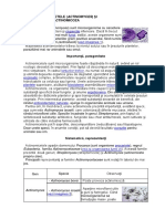 -ACTINOMICETELE