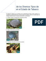 Extinción de Los Diversos Tipos de Tortugas en El Estado de Tabasc1