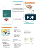 Encéfalo-5