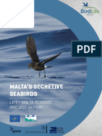 Malta's Secretive Seabirds
