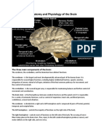 The Anatomy and Physiology of The Brain - Laurente