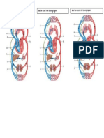 activity circulatory.docx