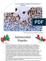 The Focus of Infection Is Surrounded by Epithelial Cells That Express - Defensins