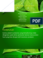 Gulma Pada Tanaman Perkebunan Kelapa Sawit