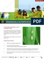 Hybrid Rice Tips Pamamahala NG Berde at Kayumangging Ngusong Kabayo