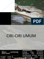 Crocodilia