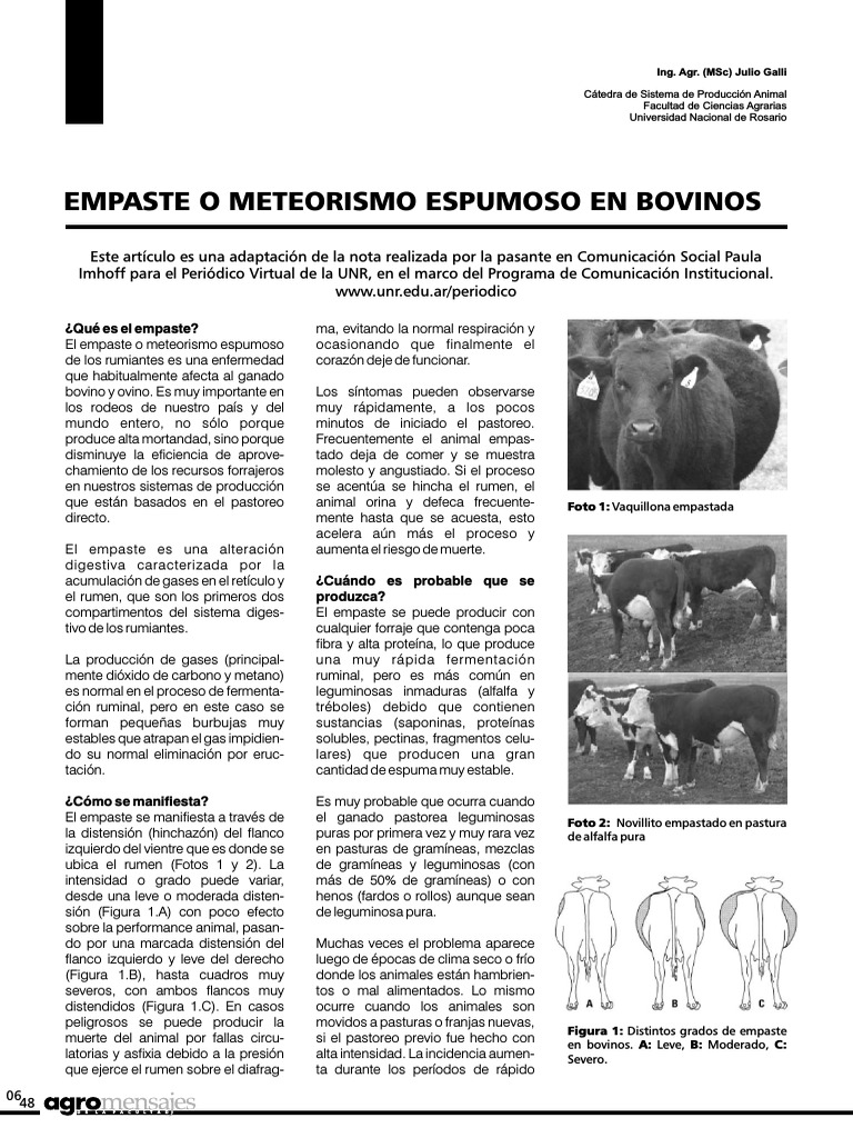 Meteorismo Espumoso en Bovinos | PDF | Rumiante | Vacas