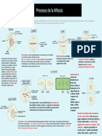 Procesos de La Mitosis