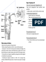 Type of Sponge Cell: Water System in Porifera