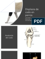 Displasia de codo en perros: anatomía y patología