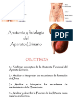 Sistema Renal