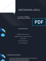 Arawuana Azul