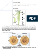 Anatomi Akar Daun Batang