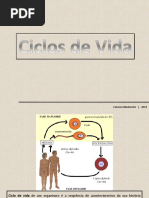 Ciclos de Vida