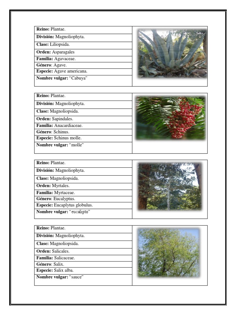 Clasificación de Plantas Magnoliophyta | PDF | Plantas | Horticultura y ...