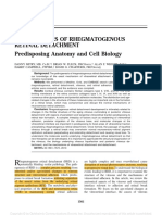 Review: Pathogenesis of Rhegmatogenous Retinal Detachment Predisposing Anatomy and Cell Biology