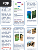 Triptico Cadena Alimenticia