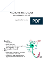 Neurons Histology