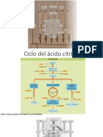 Ciclo de Krebs1