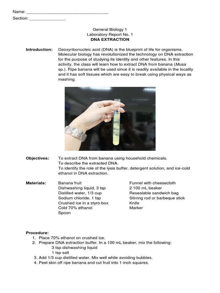 DNA Extraction Worksheet | PDF | Filtration | Banana