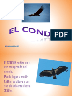 Condor