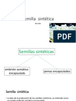 07 B Semilla Sintética