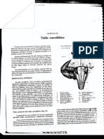 Tallo PDF