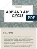 ATP ADP Cycle