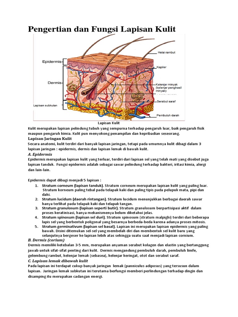 Lapisan Kulit Manusia Dan Fungsinya | PDF
