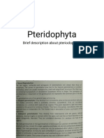 Pteridophyta 