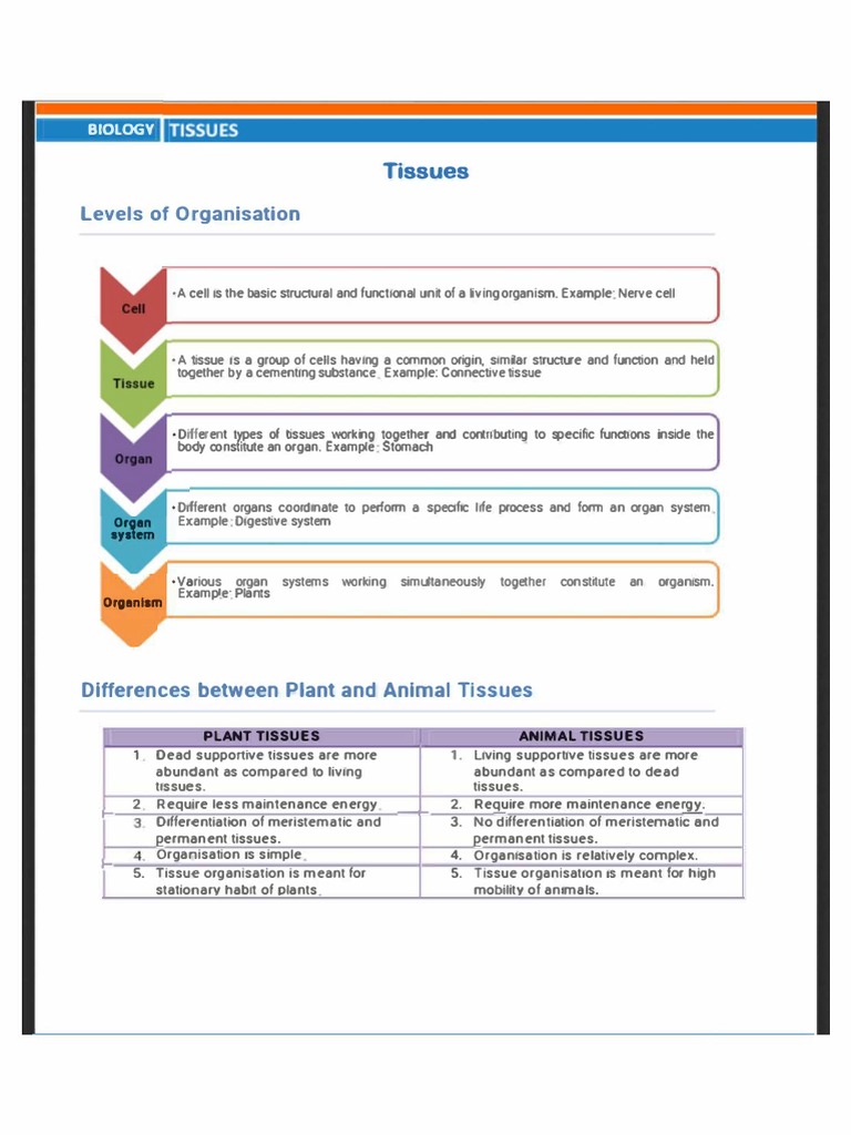 Tissues: Levels of Organisation | PDF | Epithelium | Tissue (Biology)