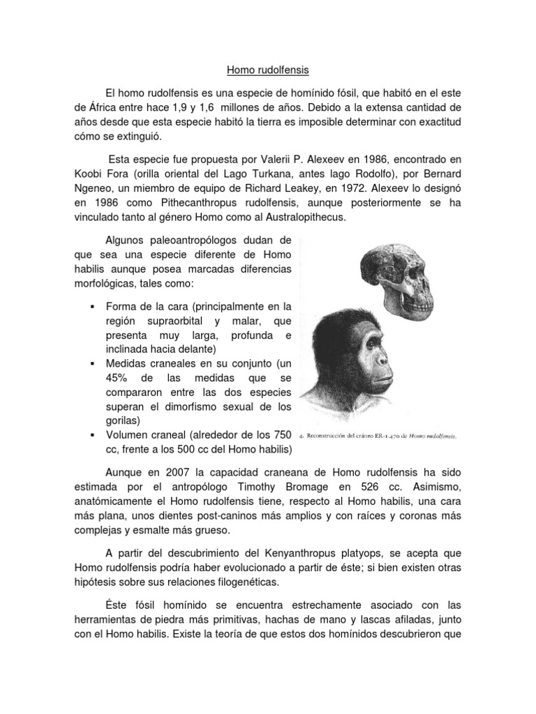 Características del Homo rudolfensis | PDF | Evolución de los primates ...