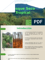 Bosque Seco Tropical 2.0